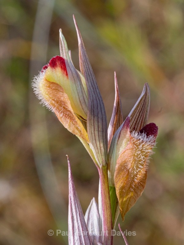 Eastern serapias (Serapias orientalis) - Gargano - Wild Orchids