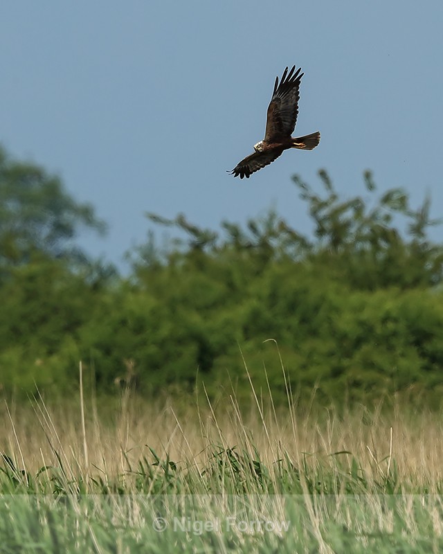 Marsh Harrier flying over reeds, Otmoor RSPB - Marsh Harrier