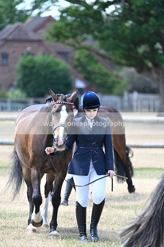 WJ7_2298 - Class 5a Most Handsome Gelding in hand (above 14.2hh)