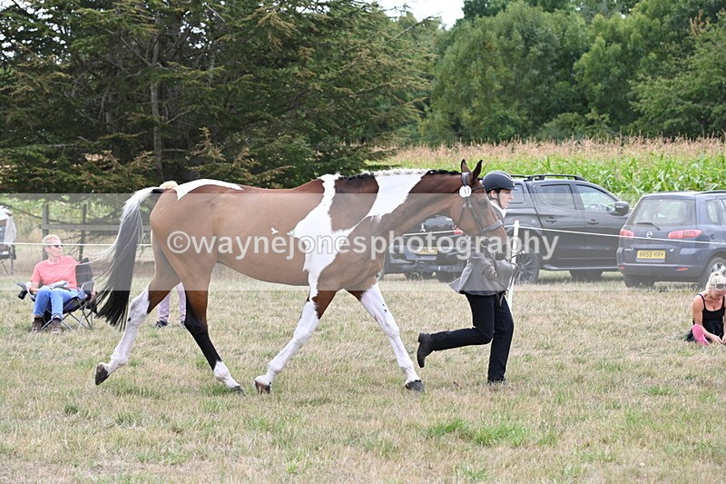 WJ6_6082 - Class 19 In-hand Veterans (Uploaded correct folder)