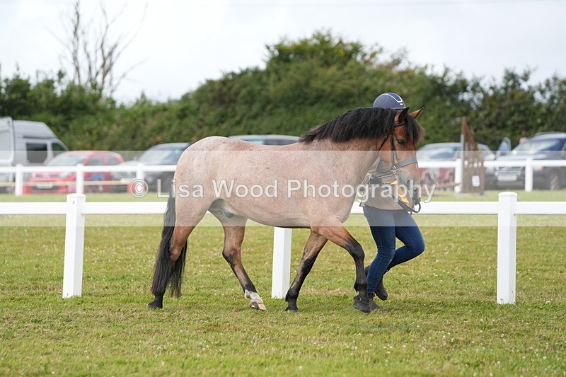 DSC05876 - Class 51: NPS M&M 4 years and over Large Breeds