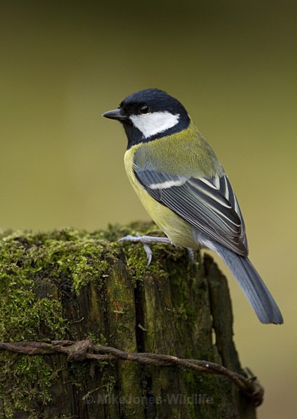 GREAT TIT REF GT 3 - THE GREAT TIT