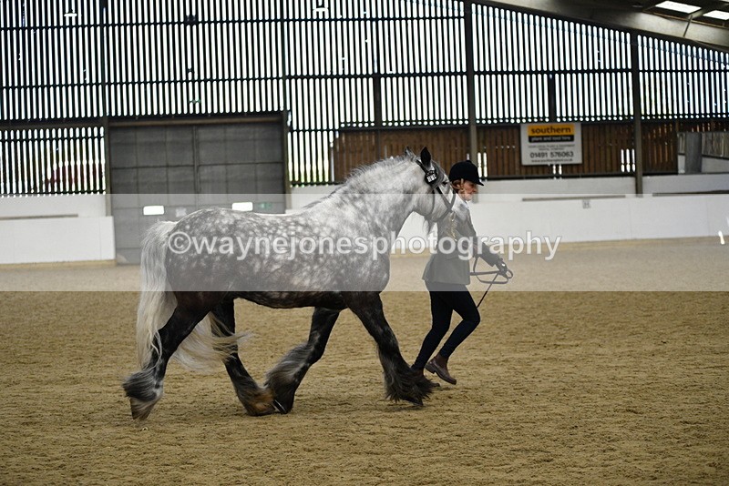 WJ5_5651 - Morning in hand Championship