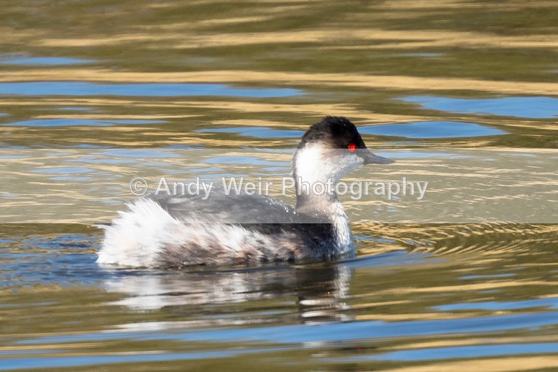 20170327-8E0A4826 - Black-necked Grebe