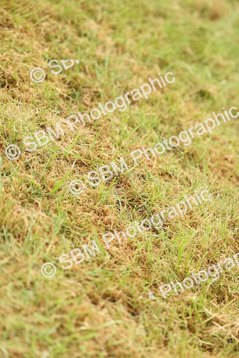 SBM_02236 - Class 50-57 - M&M Welsh Pony In Hand