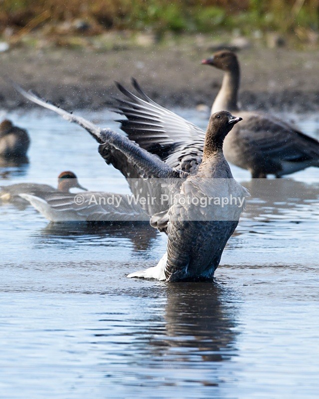 20101016-1518 - Pink-footed Goose