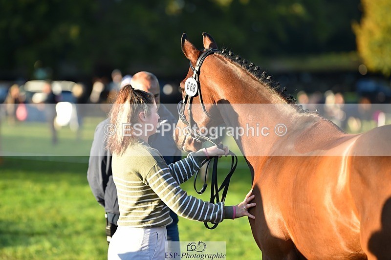 231022-085056-21397 - 668-BOWHAYLANDS.SKYFALL-Miya.Johns-TrotUp+SJ