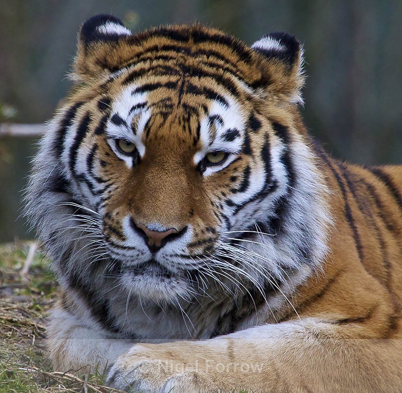 Amur (Siberian) Tiger portrait, Munich Zoo - Tiger