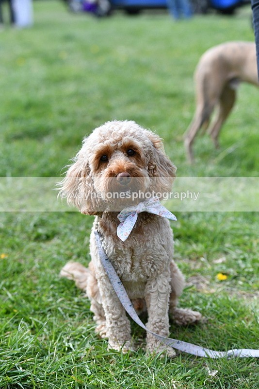 WJ5_9764 - Class 3 Most Handsome Dog