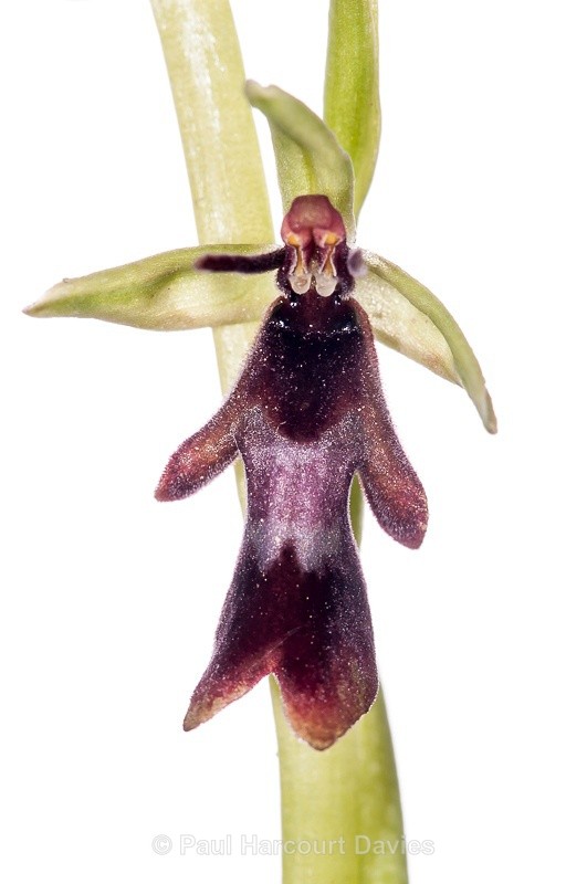  - WB: Orchids - Ophrys