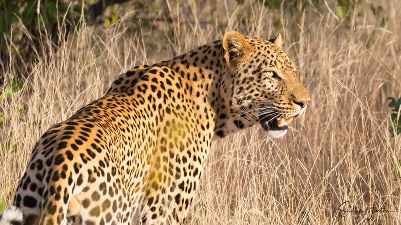 Leopard Walking 4