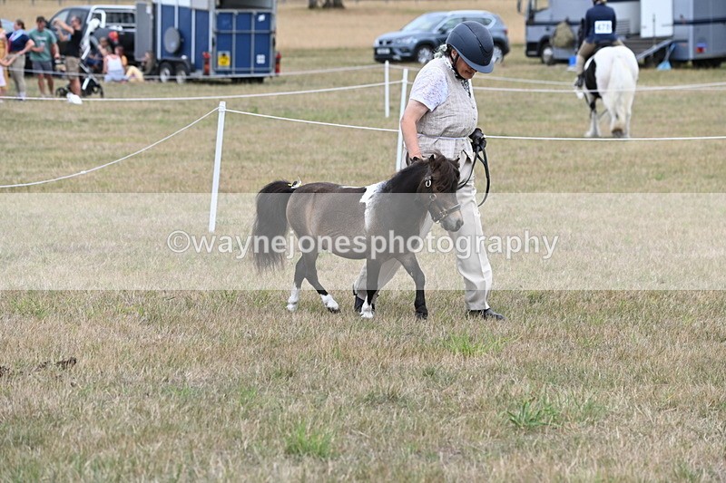 WJ6_5245 - Class 18 In-hand Coloured