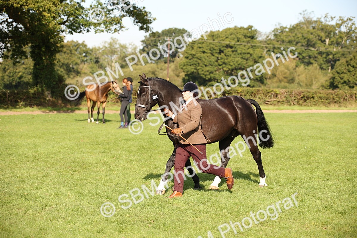 SBM_60109 - S53 - Hunter In Hand