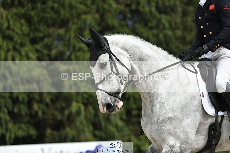 230525-160822-03327 - 118-HIGH_HOPES_VIKING-Harry_Meade-WEDTrotUp+DR