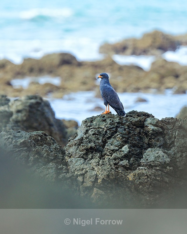 Common Black Hawk on rocks, Casa Corcovado, Costa Rica - Common Black Hawk
