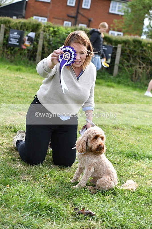 WJ5_9901 - Class 3 Most Handsome Dog