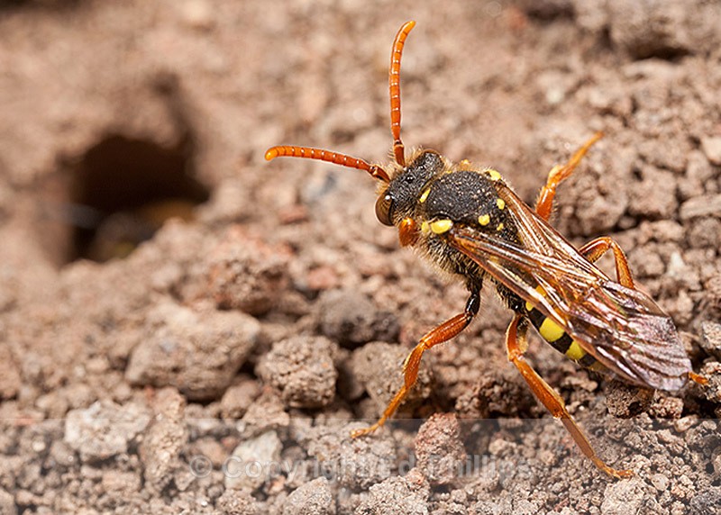 N. goodeniana (f) - Nomada goodeniana