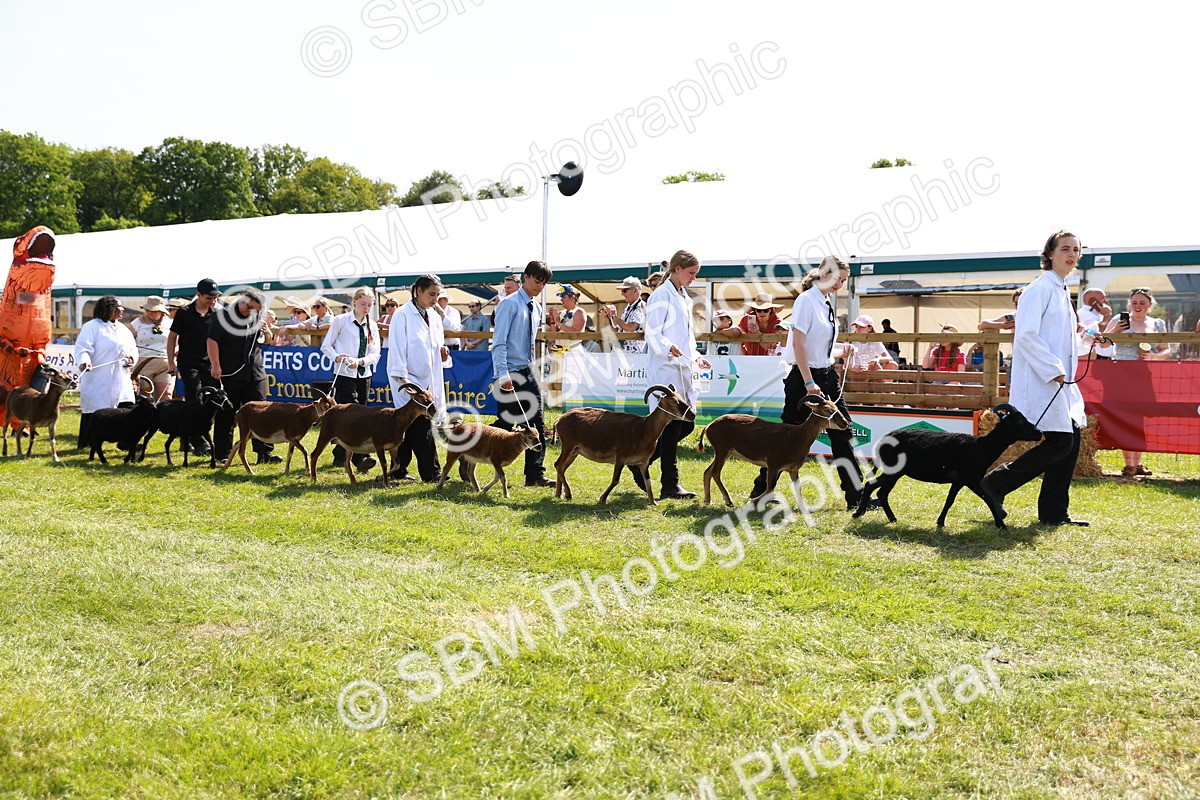 SBM_08401 - Grand Parade