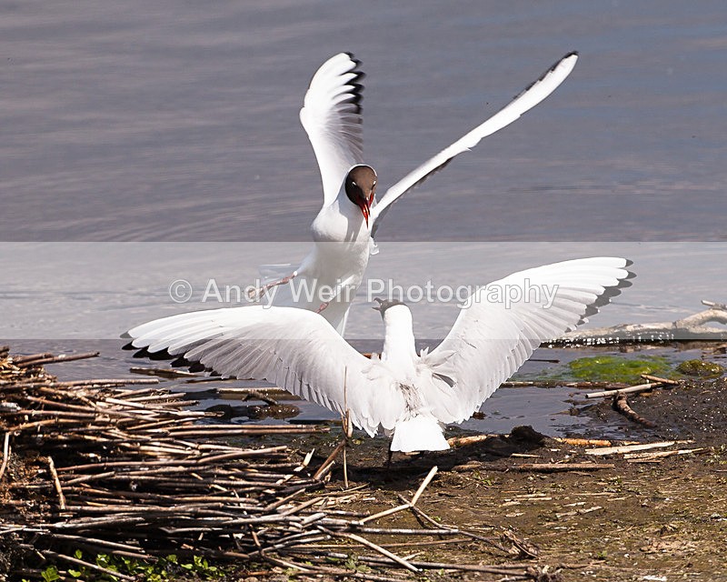 20130526-_MG_3533 - Gulls