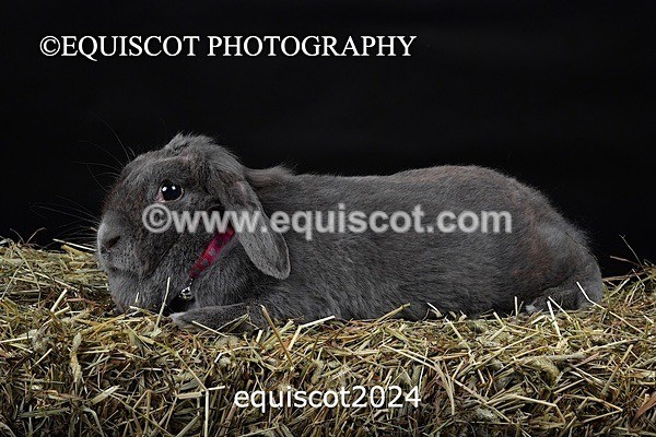 equiscot2024 - GIZMO & OSCAR