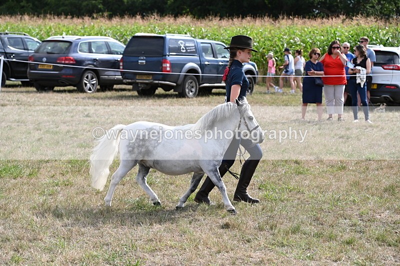 WJ6_7078 - Class 21 Shetland & Mini Horses