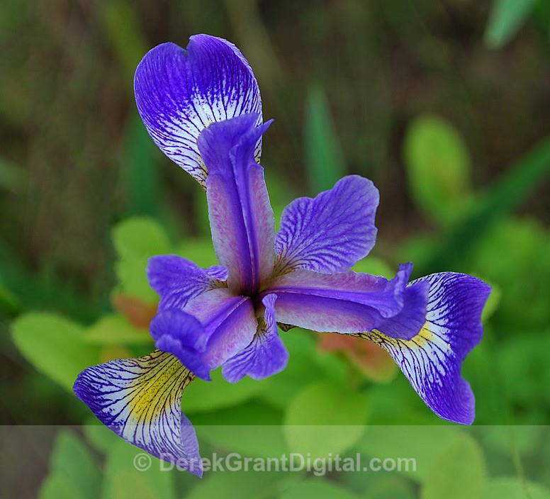 Blue Flag Iris - Flora
