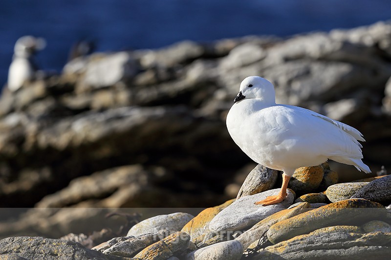Kelp Goose (male), Carcass Island, Falklands - Kelp Goose