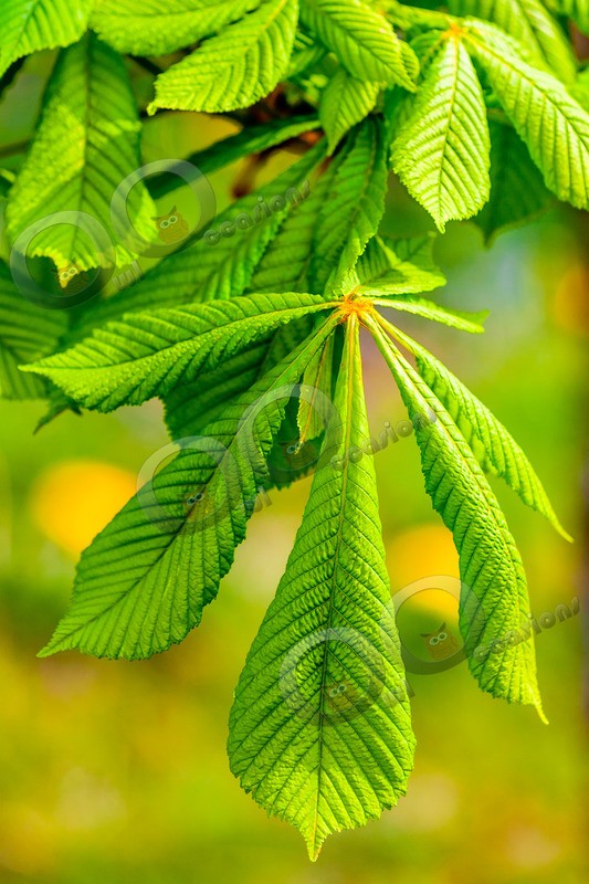 horse chestnut Aesculus hippocastanum-031 - Plants and trees