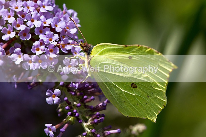20130727-_MG_5177 - Butterflies & Moths