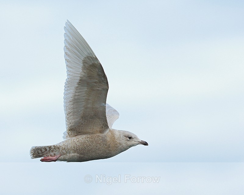 Iceland Gull (juvenile) in flight, Grundarfjörður, Iceland - Iceland Gull