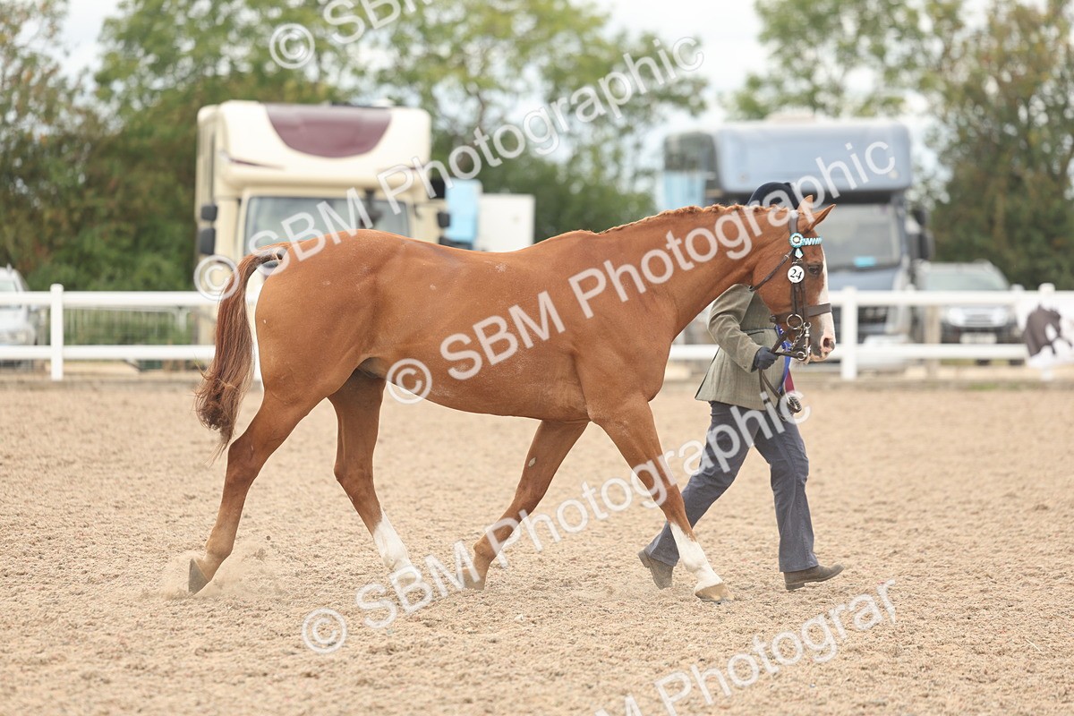 SBM_17031 - Class 312 - IH Competition Horse-Pony