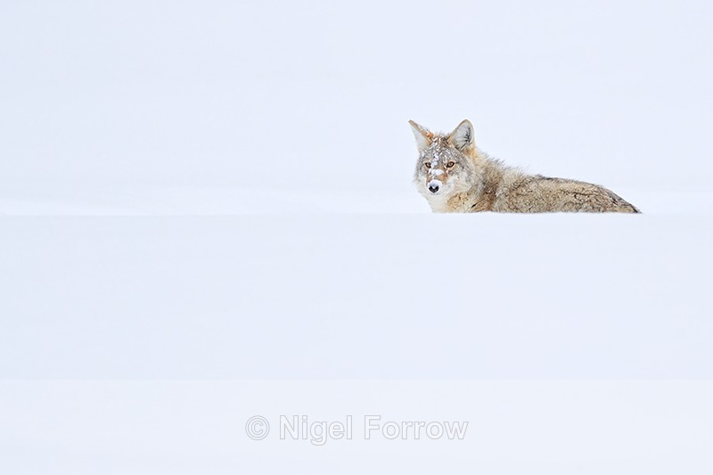 Coyote head above snow drift, Yellowstone National Park - Coyote