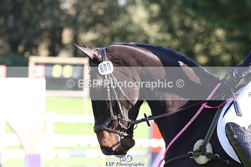 231022-104920-24773 - 603-KILBUNNY.BLUE.BIRD-Claire.Deuten-TrotUp+SJ