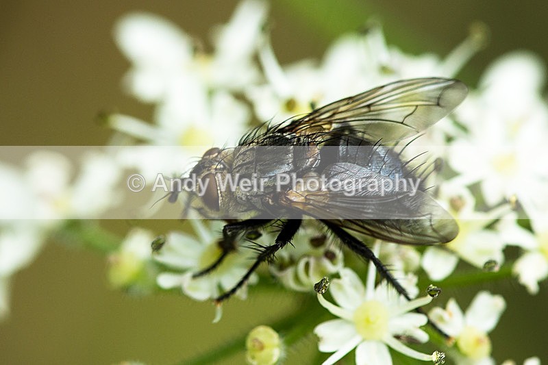 20130818-3K8A5454 - Insects