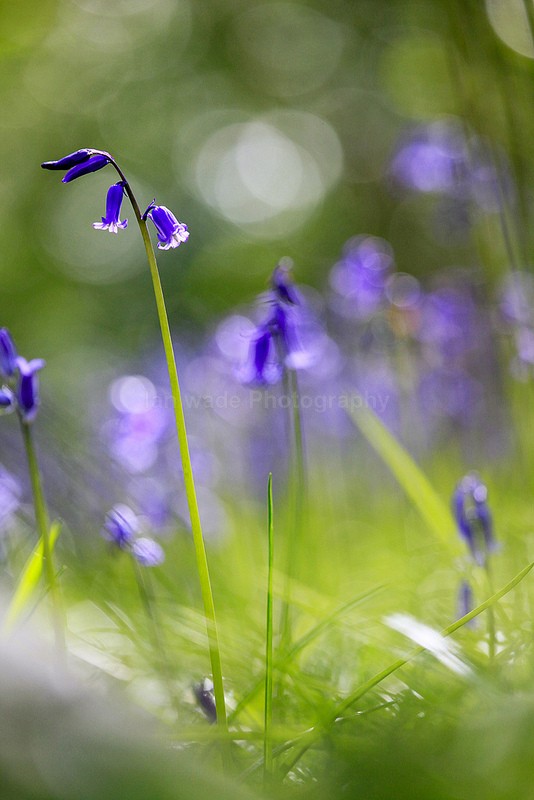  - Woodland scenes & flowers