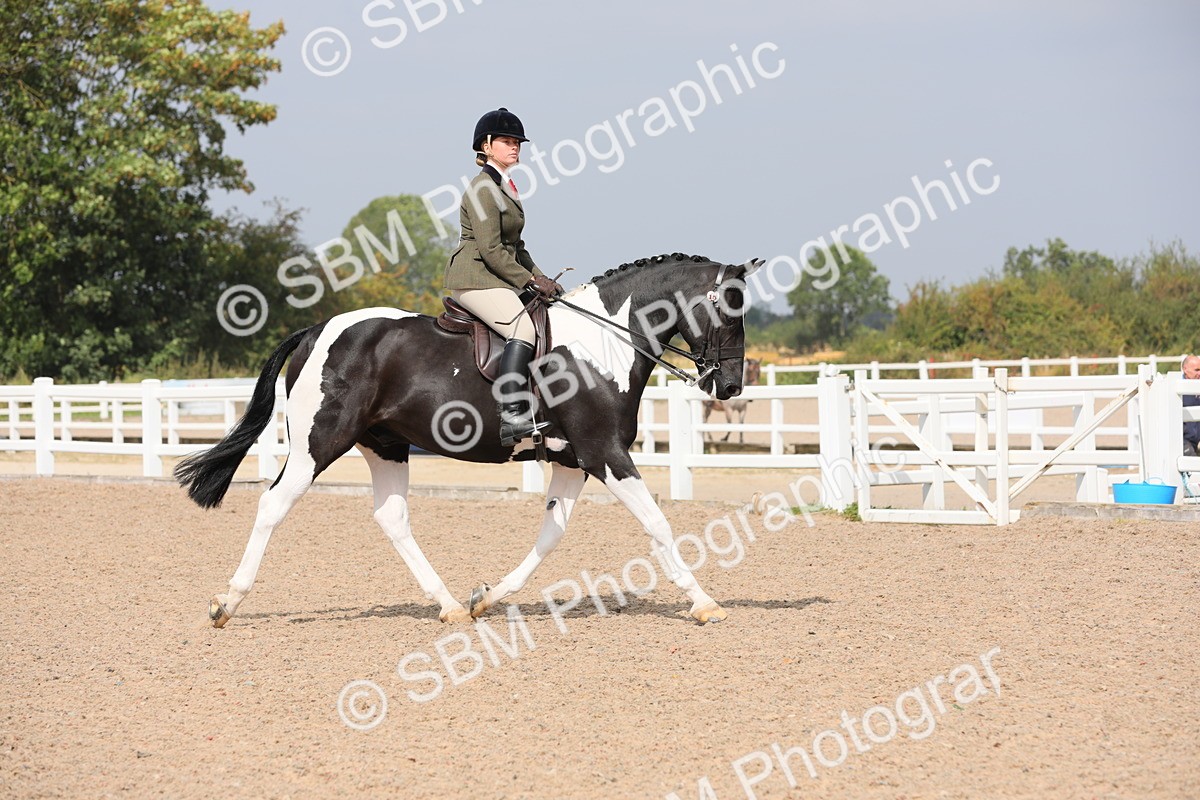 SBM_13334 - Class 308 Ridden Coloured Horse
