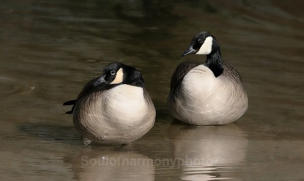 Endearment - Wildlife Wildlife
