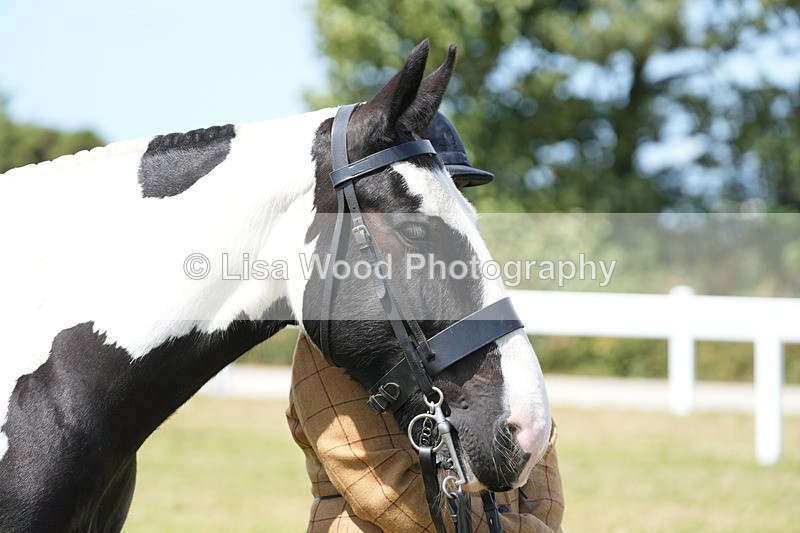 DSC07105 - Class 61: Coloured Horse 4yrs & Over