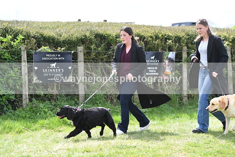 WJ5_9829 - Class 3 Most Handsome Dog