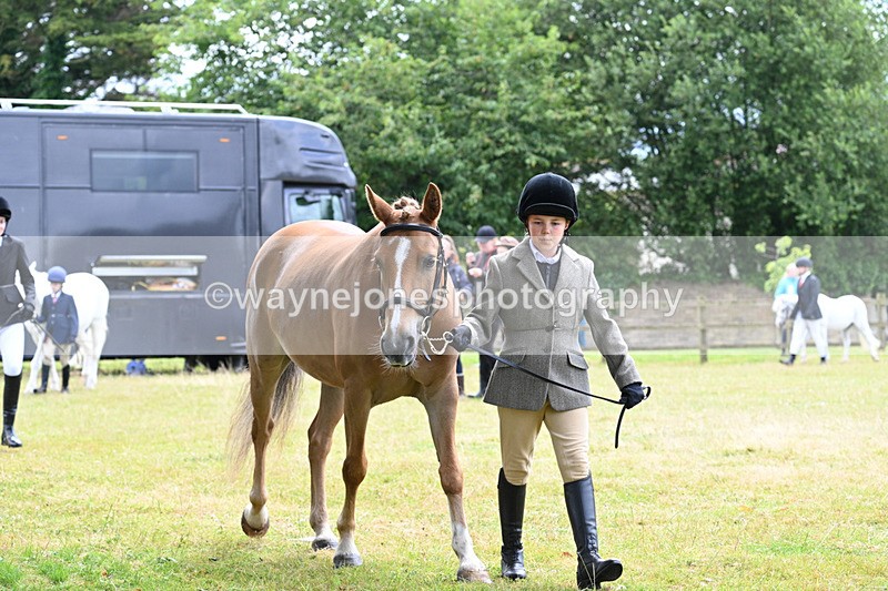 WJ7_6551 - Class 5 Handsome Gelding in hand