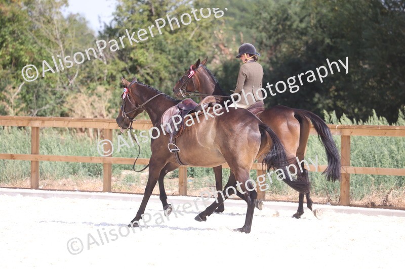 20260802-0726 - Class 8 - Best Riding Horse or Pony