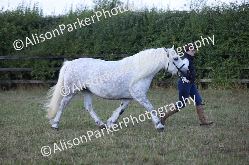 20250831-1646 - Class 22 - Mountain and Moorland Inhand