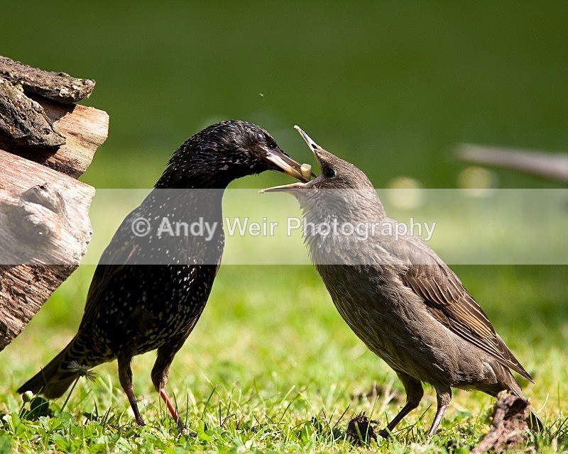 20090529-002 - Starlings