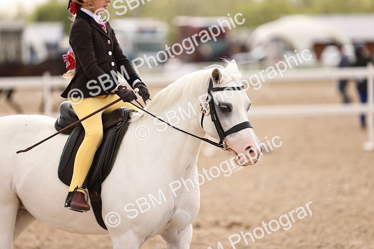 SBM_15951 - Class 416 - Prettiest Mare (IH or Ridden) Jnr