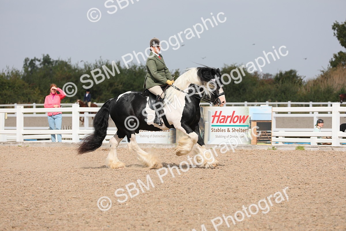 SBM_12818 - Class 307 Ridden Coloured Pony