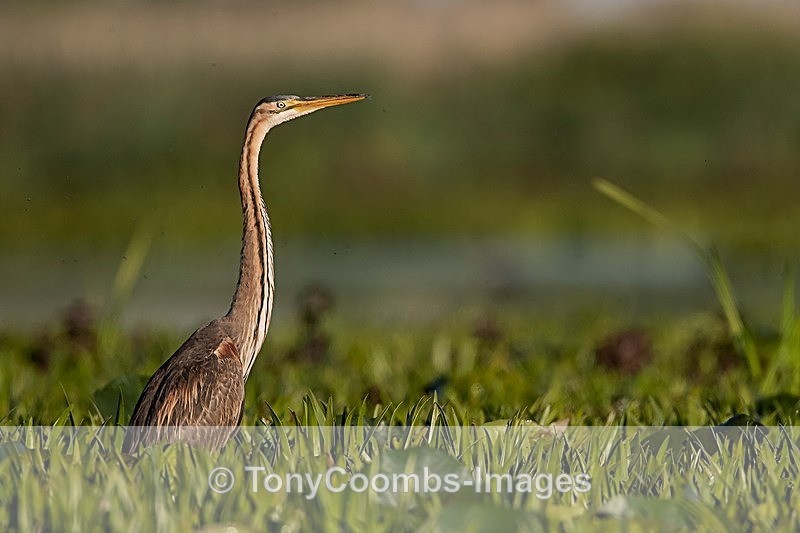 Purple Heron - Danube Delta