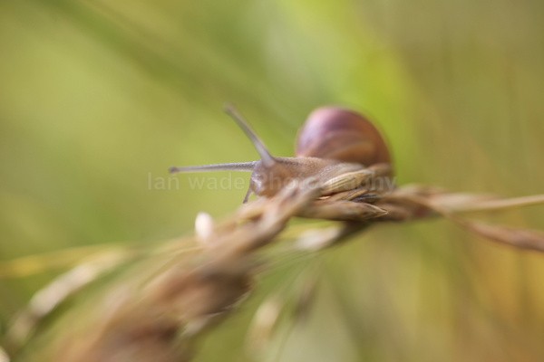  - Insects & Snails, Great Britain