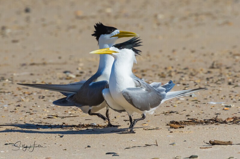 Love Dance 21 - Crested Terns