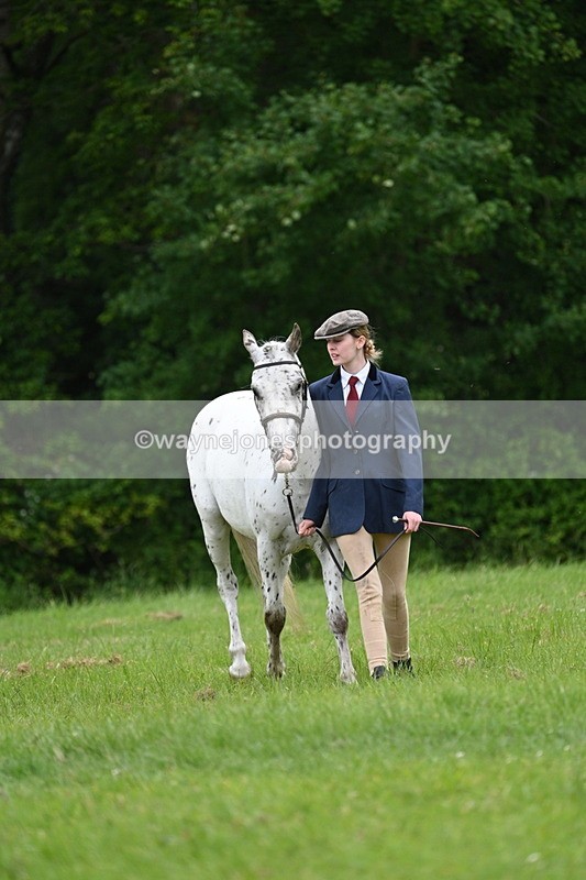 WJ7_4402 - Class 14B Prettiest Mare