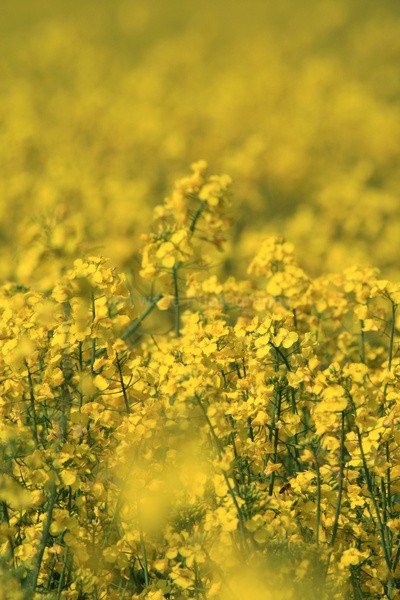 Rapeseed Field _ FL051 - Wild Flowers,  plants & Fungus photography, Great Britain